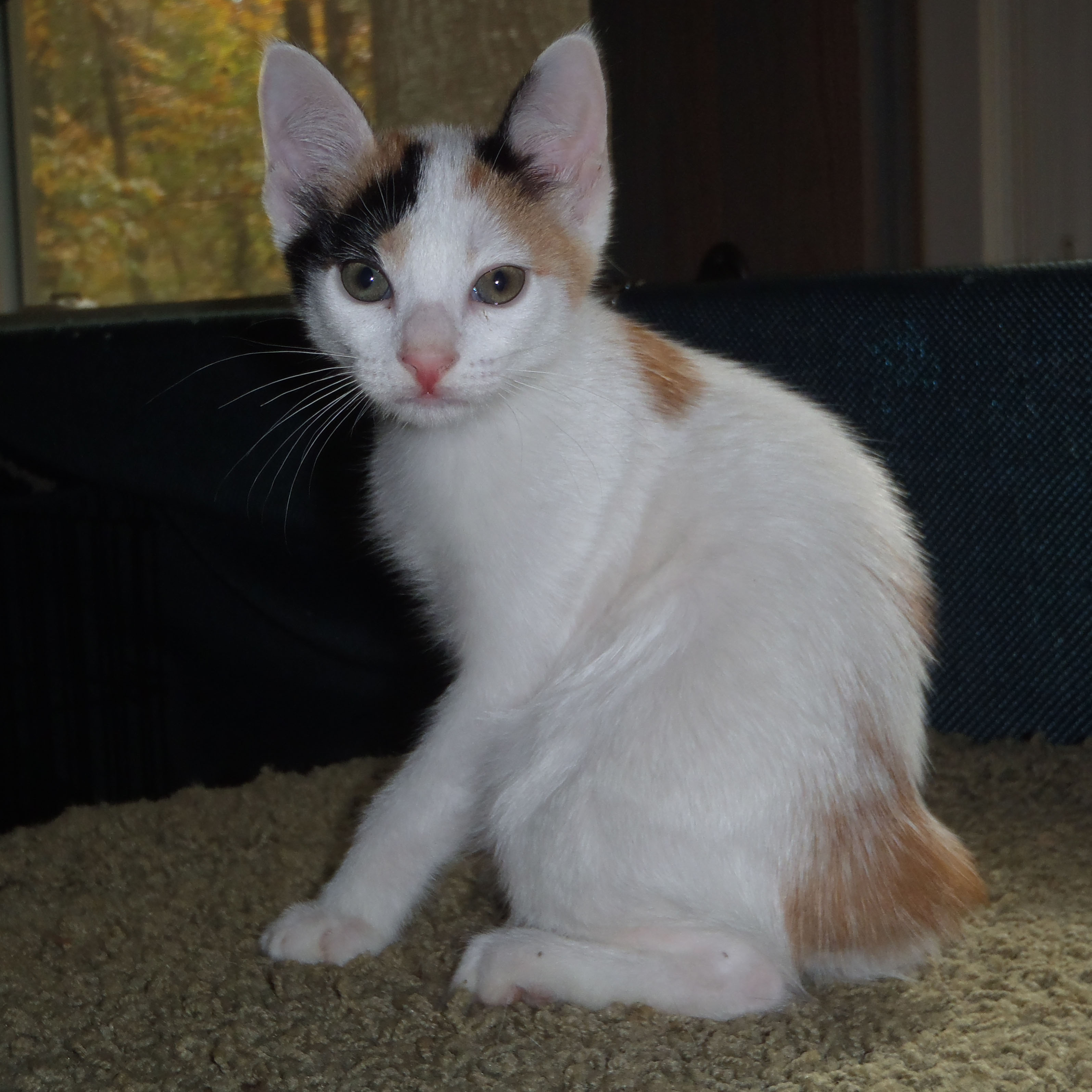 Japanese bobtail cat for clearance sale